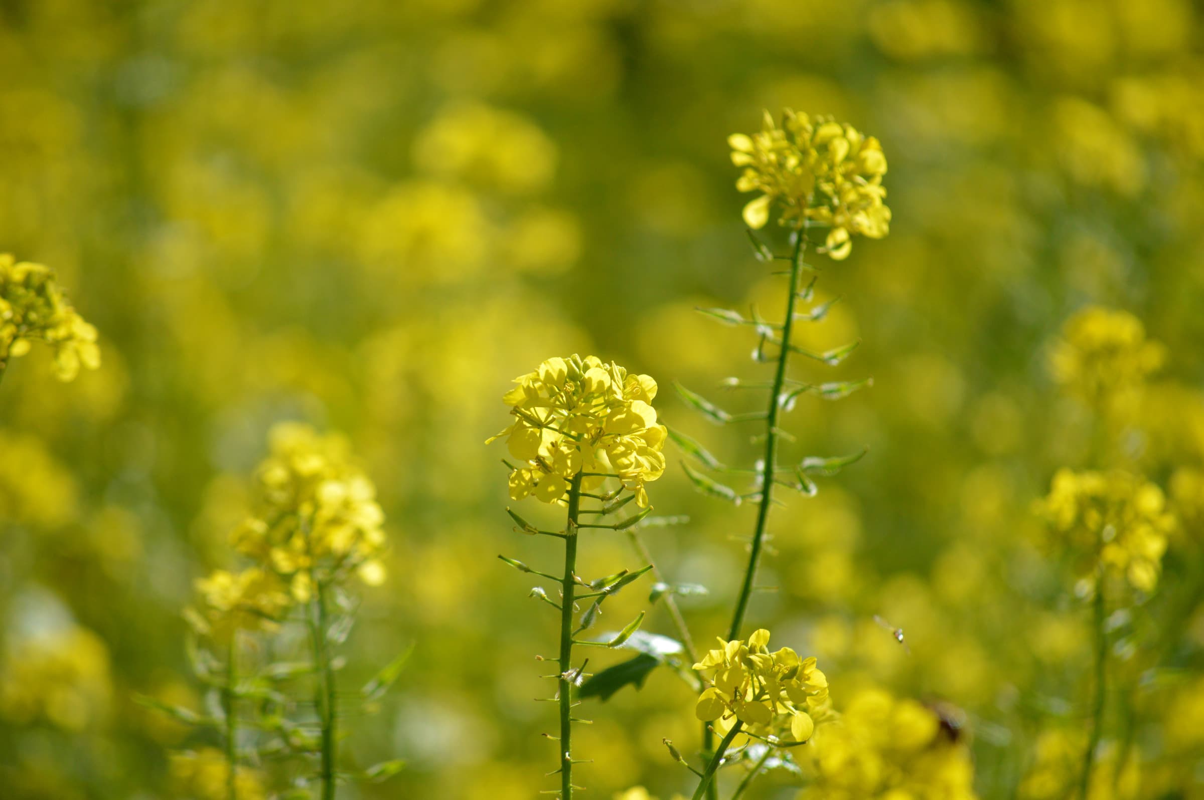 Yellow mustard flowers